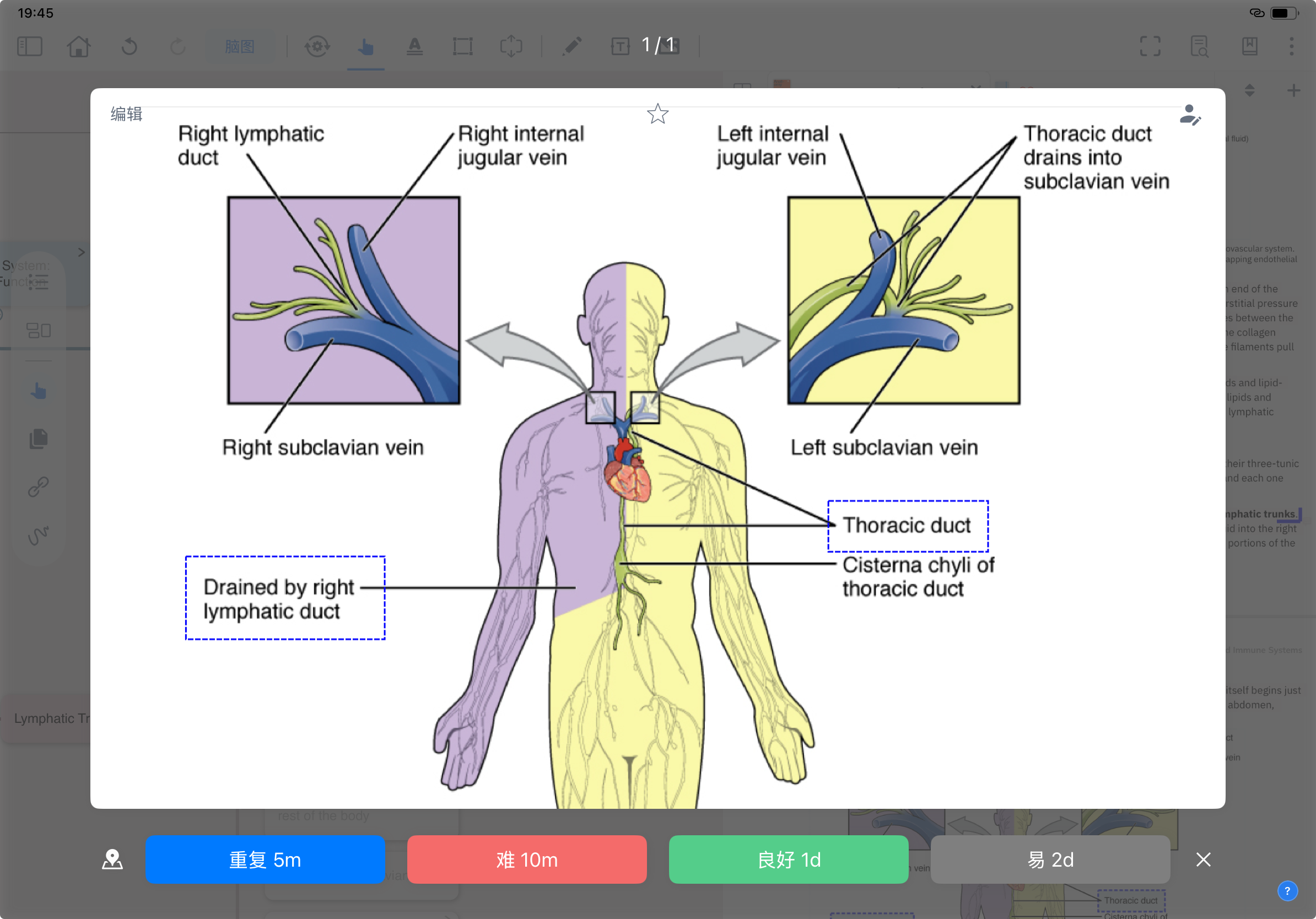 MarginNote iPad 复习模式真实界面：淋巴系统解剖图卡片（淋巴干引流）+ 底部 FSRS 4 选评分：重复 5m / 难 10m / 良好 1d / 易 2d