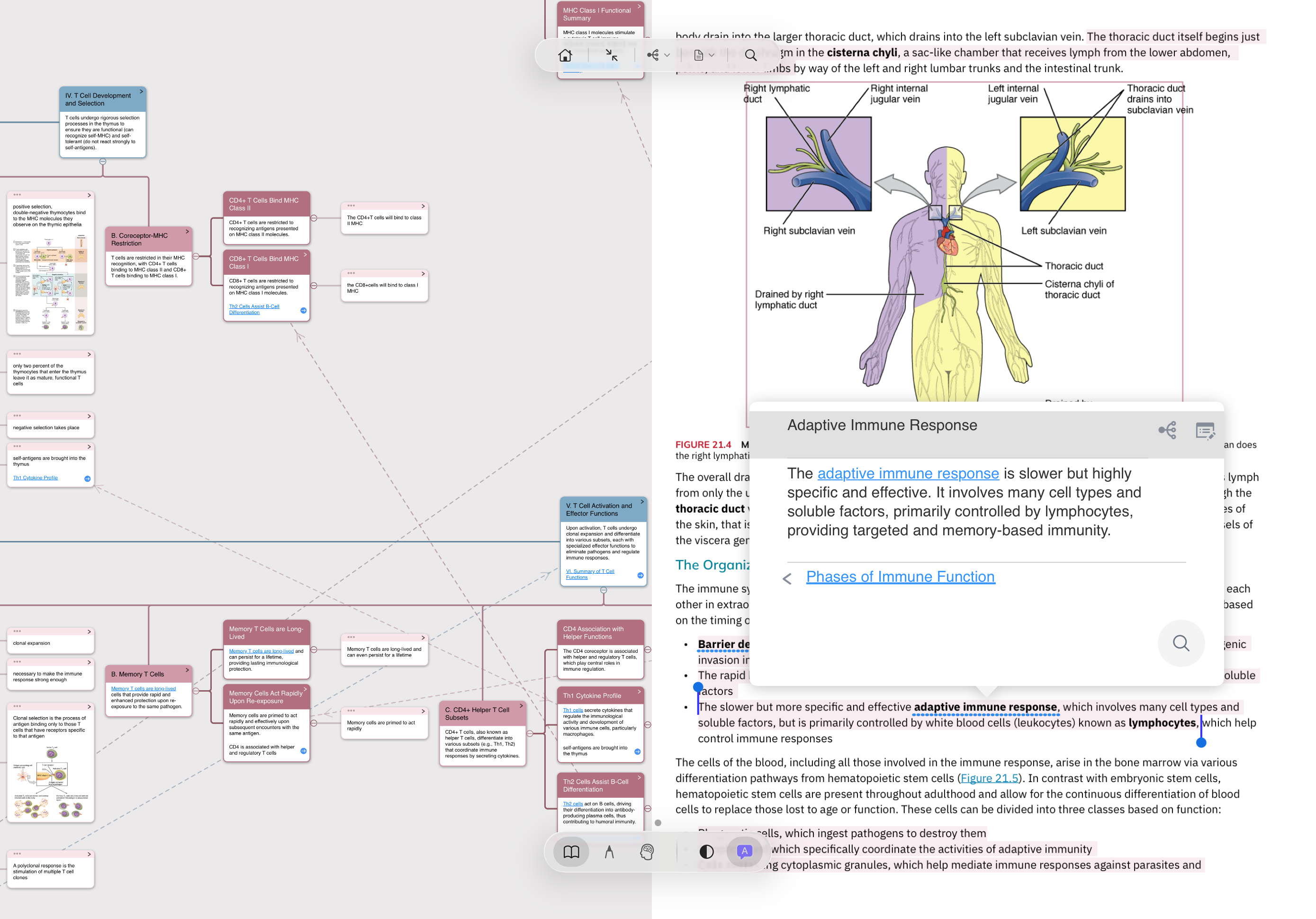 MarginNote 真实截图：左侧脑图、右侧 PDF 阅读中，中间浮出一张关联卡片 Adaptive Immune Response，带返回箭头与上一张卡 Phases of Immune Function 的链接，可以来回跳